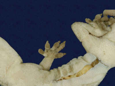 ƦƪԤBǦWG<em>Gekko hokouensis</em><br>W١Guc<br>^W١GHekou's gecko