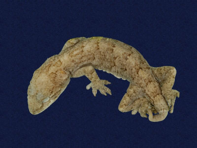 ƦƪԤBǦWG<em>Gekko hokouensis</em><br>W١Guc<br>^W١GHekou's gecko