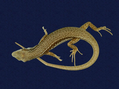 ƦƪԤBǦWG<em>Sphenomorphus indicus</em><br>W١GL׸h<br>^W١GIndian forest skink