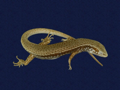 ƦƪԤBǦWG<em>Sphenomorphus indicus</em><br>W١GL׸h<br>^W١GIndian forest skink