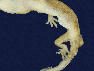 ƦƪԤBǦWG<em>Hemidactylus frenatus</em><br>W١G粪<br>^W١GCommon house gecko