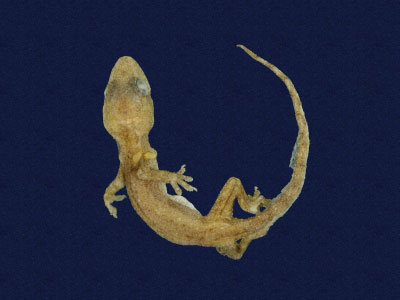 ƦƪԤBǦWG<em>Hemidactylus frenatus</em><br>W١G粪<br>^W١GCommon house gecko