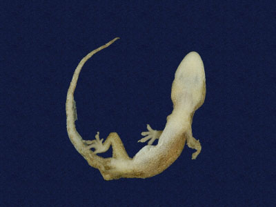 ƦƪԤBǦWG<em>Hemidactylus frenatus</em><br>W١G粪<br>^W١GCommon house gecko