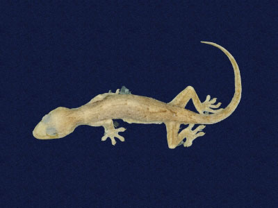 ƦƪԤBǦWG<em>Gekko hokouensis</em><br>W١Guc<br>^W١GHekou's gecko