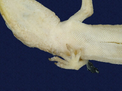 ƦƪԤBǦWG<em>Gekko hokouensis</em><br>W١Guc<br>^W١GHekou's gecko