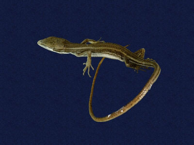 ƦƪԤBǦWG<em>Takydromous formosanus</em><br>W١GOWh<br>^W١GFormosan grass lizard