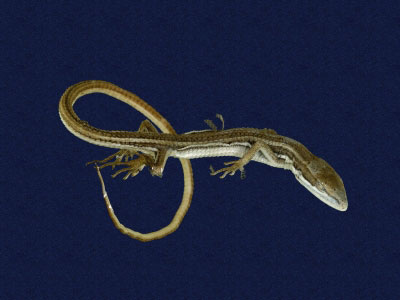 ƦƪԤBǦWG<em>Takydromous formosanus</em><br>W١GOWh<br>^W١GFormosan grass lizard