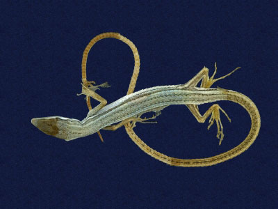 ƦƪԤBǦWG<em>Takydromous formosanus</em><br>W١GOWh<br>^W١GFormosan grass lizard