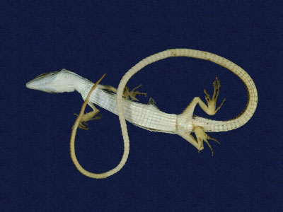 ƦƪԤBǦWG<em>Takydromous formosanus</em><br>W١GOWh<br>^W١GFormosan grass lizard