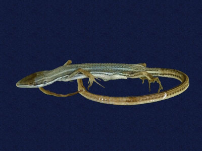 ƦƪԤBǦWG<em>Takydromous formosanus</em><br>W١GOWh<br>^W١GFormosan grass lizard