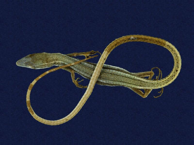 ƦƪԤBǦWG<em>Takydromous formosanus</em><br>W١GOWh<br>^W١GFormosan grass lizard