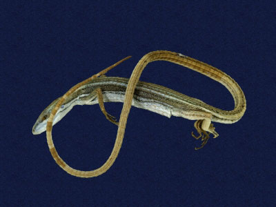 ƦƪԤBǦWG<em>Takydromous formosanus</em><br>W١GOWh<br>^W١GFormosan grass lizard