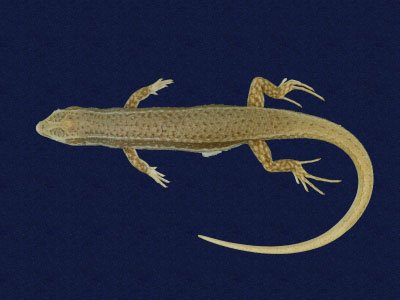 ƦƪԤBǦWG<em>Sphenomorphus indicus</em><br>W١GL׸h<br>^W١GIndian forest skink