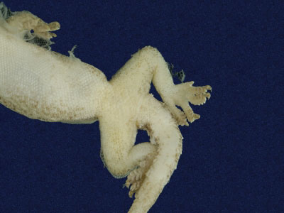 ƦƪԤBǦWG<em>Hemidactylus frenatus</em><br>W١G粪<br>^W١GCommon house gecko