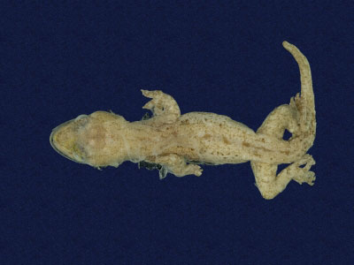 ƦƪԤBǦWG<em>Hemidactylus frenatus</em><br>W١G粪<br>^W١GCommon house gecko