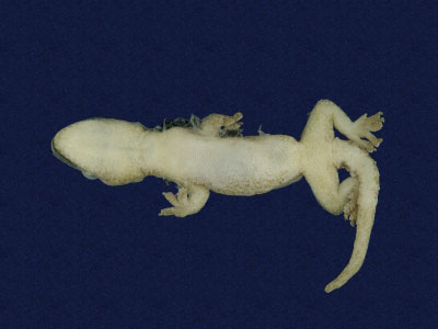 ƦƪԤBǦWG<em>Hemidactylus frenatus</em><br>W١G粪<br>^W١GCommon house gecko