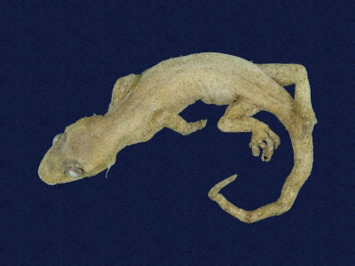 ƦƪԤBǦWG<em>Hemidactylus frenatus</em><br>W١G粪<br>^W١GCommon house gecko