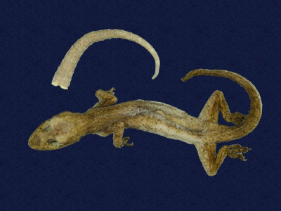 ƦƪԤBǦWG<em>Hemidactylus frenatus</em><br>W١G粪<br>^W١GCommon house gecko