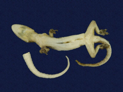 ƦƪԤBǦWG<em>Hemidactylus frenatus</em><br>W١G粪<br>^W١GCommon house gecko