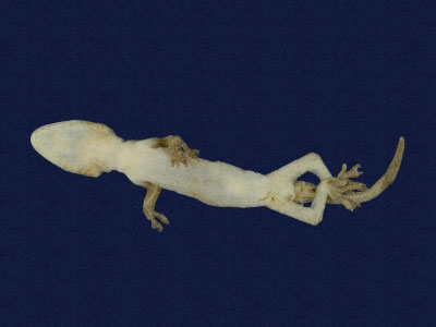 ƦƪԤBǦWG<em>Gekko hokouensis</em><br>W١Guc<br>^W١GHekou's gecko