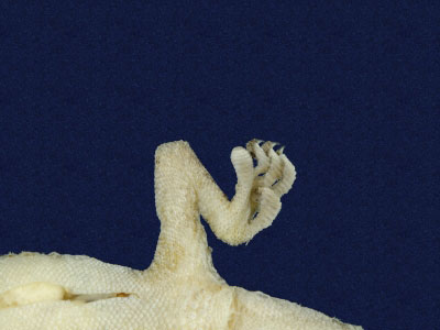 ƦƪԤBǦWG<em>Gekko hokouensis</em><br>W١Guc<br>^W١GHekou's gecko