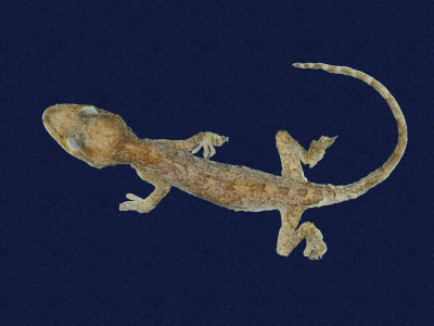 ƦƪԤBǦWG<em>Gekko hokouensis</em><br>W١Guc<br>^W١GHekou's gecko