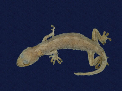 ƦƪԤBǦWG<em>Gekko hokouensis</em><br>W١Guc<br>^W١GHekou's gecko