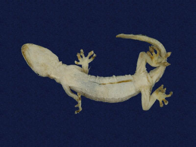 ƦƪԤBǦWG<em>Gekko hokouensis</em><br>W١Guc<br>^W١GHekou's gecko