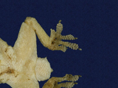 ƦƪԤBǦWG<em>Hemidactylus frenatus</em><br>W١G粪<br>^W١GCommon house gecko