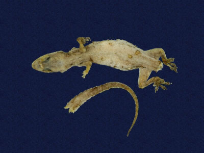 ƦƪԤBǦWG<em>Hemidactylus frenatus</em><br>W١G粪<br>^W١GCommon house gecko