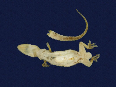 ƦƪԤBǦWG<em>Hemidactylus frenatus</em><br>W١G粪<br>^W١GCommon house gecko