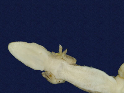 ƦƪԤBǦWG<em>Hemidactylus frenatus</em><br>W١G粪<br>^W١GCommon house gecko