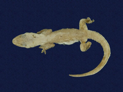 ƦƪԤBǦWG<em>Hemidactylus frenatus</em><br>W١G粪<br>^W١GCommon house gecko