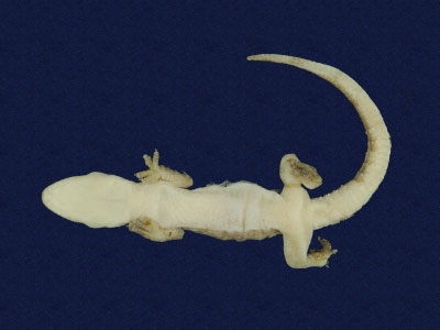 ƦƪԤBǦWG<em>Hemidactylus frenatus</em><br>W١G粪<br>^W١GCommon house gecko