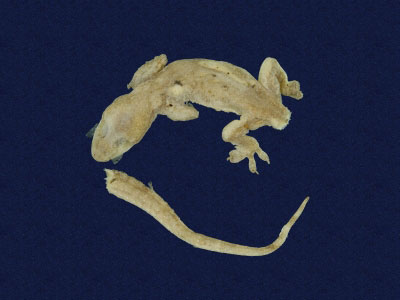 ƦƪԤBǦWG<em>Hemidactylus frenatus</em><br>W١G粪<br>^W١GCommon house gecko