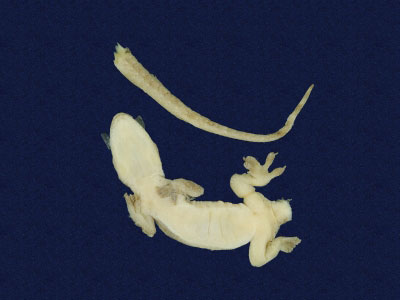 ƦƪԤBǦWG<em>Hemidactylus frenatus</em><br>W١G粪<br>^W١GCommon house gecko