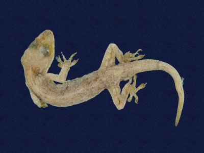 ƦƪԤBǦWG<em>Gekko hokouensis</em><br>W١Guc<br>^W١GHekou's gecko