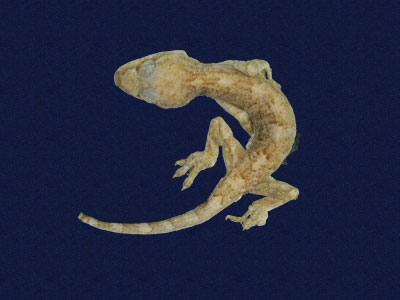 ƦƪԤBǦWG<em>Gekko hokouensis</em><br>W١Guc<br>^W١GHekou's gecko