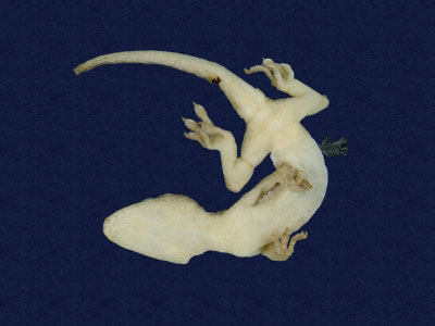 ƦƪԤBǦWG<em>Gekko hokouensis</em><br>W١Guc<br>^W١GHekou's gecko