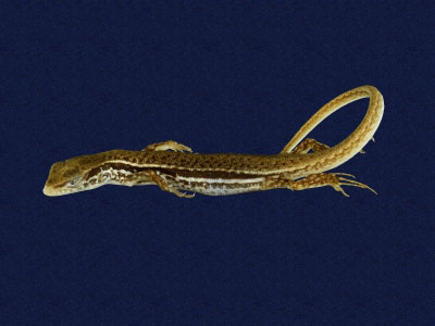 ƦƪԤBǦWG<em>Sphenomorphus indicus</em><br>W١GL׸h<br>^W١GIndian forest skink