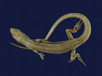 ƦƪԤBǦWG<em>Sphenomorphus indicus</em><br>W١GL׸h<br>^W١GIndian forest skink