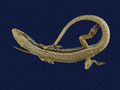 ƦƪԤBǦWG<em>Sphenomorphus indicus</em><br>W١GL׸h<br>^W١GIndian forest skink