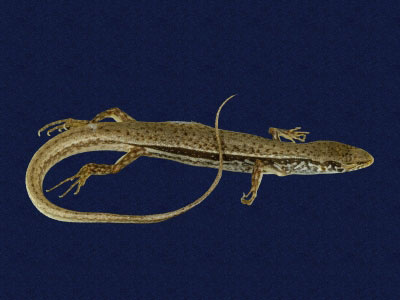 ƦƪԤBǦWG<em>Sphenomorphus indicus</em><br>W١GL׸h<br>^W١GIndian forest skink