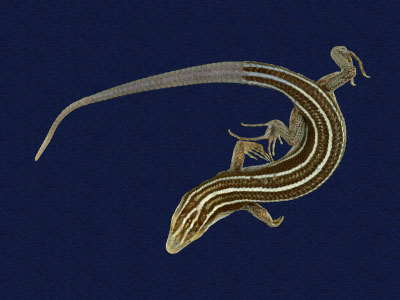 ƦƪԤBǦWG<em>Eumeces elegans</em><br>W١GRsl<br>^W١GElegant five-lined skink