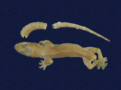 ƦƪԤBǦWG<em>Hemidactylus frenatus</em><br>W١G粪<br>^W١GCommon house gecko