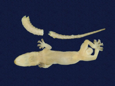 ƦƪԤBǦWG<em>Hemidactylus frenatus</em><br>W١G粪<br>^W١GCommon house gecko