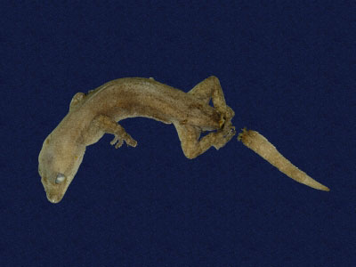 ƦƪԤBǦWG<em>Hemidactylus frenatus</em><br>W١G粪<br>^W١GCommon house gecko