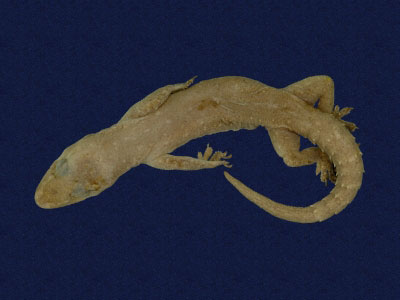 ƦƪԤBǦWG<em>Hemidactylus frenatus</em><br>W١G粪<br>^W١GCommon house gecko