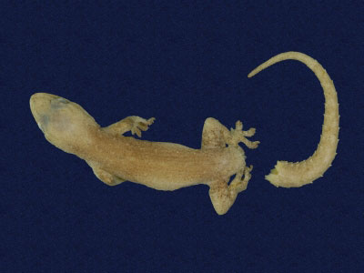 ƦƪԤBǦWG<em>Hemidactylus frenatus</em><br>W١G粪<br>^W١GCommon house gecko