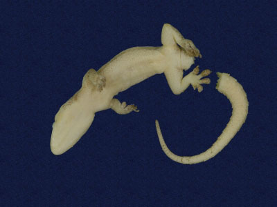 ƦƪԤBǦWG<em>Hemidactylus frenatus</em><br>W١G粪<br>^W١GCommon house gecko